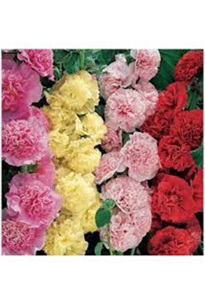 Tohumcumm 50 Adet Tohum Nadir Hatmi Çiçeği Tohumu Saksı Toprak Hediyelidir