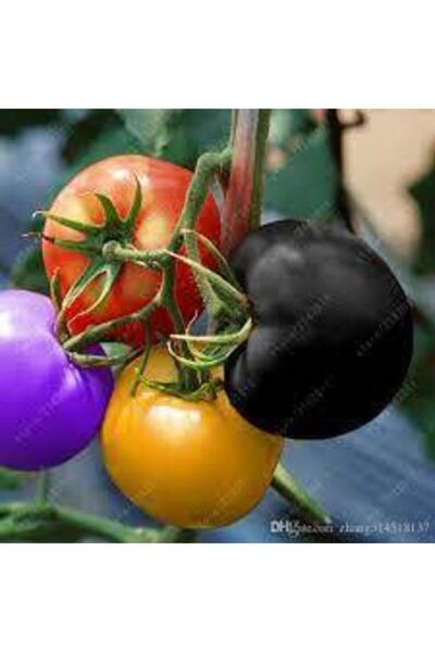 Tohumcumm 20 Adet Tohum Nadir Gökkuşağı Domates Tohumu Organik Domates Rengar...