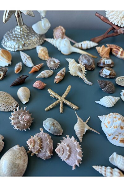 Seashell Rio مشبك نجم البحر |   اللون الذهبي |   إكسسوار شعر بتصميم البحر |  ...