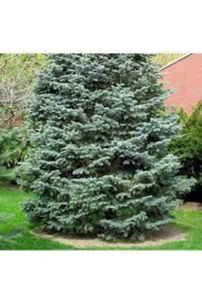 Tohumcumm 5 Adet Tohum Nadir Gümişi Göknar Ağacı Tohumu Gümişi Göknar Ağaç Sürpriz Hediye Tohum