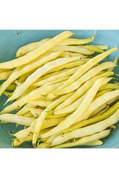 Tohumcumm 150 Adet Tohum Organik Fasulye Hanımeli Kılçıksız Sarı Fasulye Fasü...