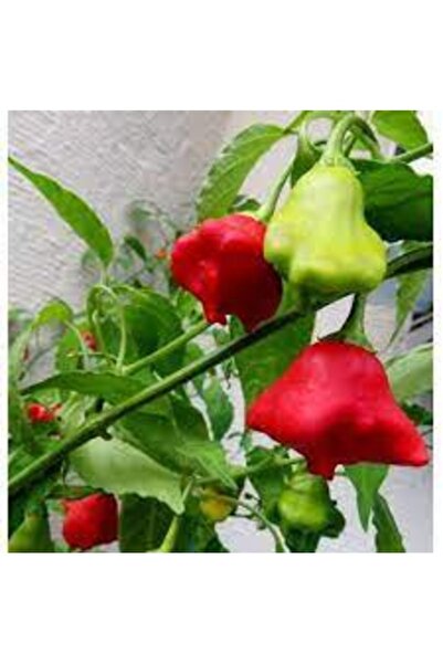 Tohumcumm 100 Adet Tohum Nadir Organik Hobi Bahçe Balkon Gül Biber Biberi Hob...
