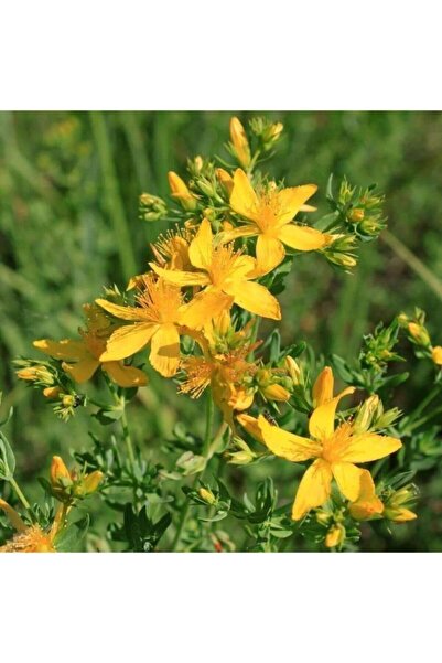 Tohumcumm 50 Adet Tohum Taze Sarı Kantaron Kantoron Çiçeği Tohumu Yabani Çiçe...