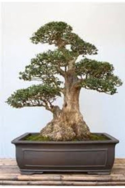 Tohumcumm 10 Adet Tohum Bodur Bonsai Lübnan Sediri Ağacı Bonzai Tohumu Saksı ...