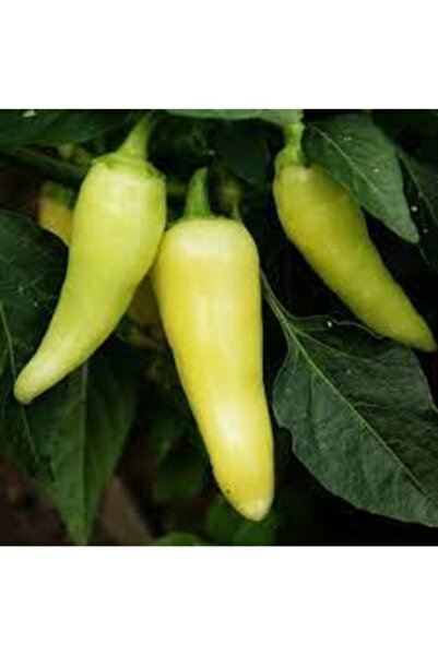 Tohumcumm 100 Adet Tohum Nadir Santa Fe Grande Süs Biberi Acı Biber Tohumu He...