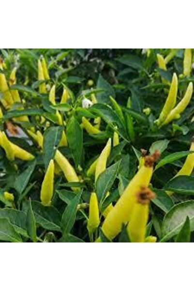 Tohumcumm 25 Adet Tohum Yediveren Acı Süs Biberi Tohumu Süper Kalite Turşuluk...