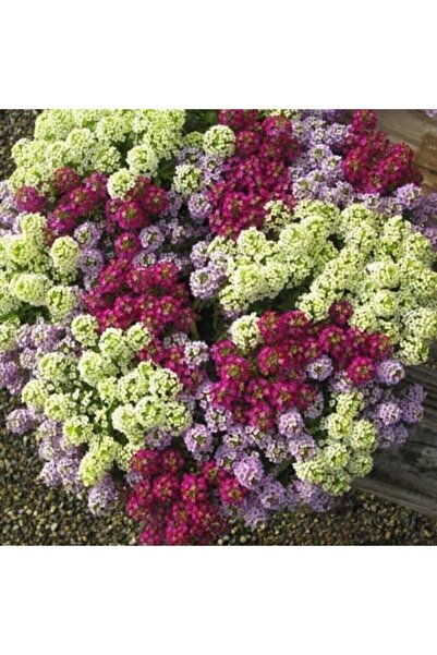 Tohumcumm 25 Adet Tohum Organik Yeni Mahsul Karışık Renkli Kraliyet Halısı Çi...