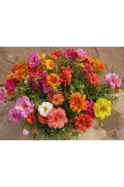 Tohumcumm 20 Adet Tohum Orjinal Ipek Şellaki Mezar Çiçeği Hobi Balkon Çiçek T...