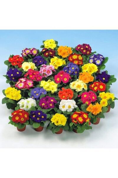 Tohumcumm 20 Adet Nadir Bulunan Çuha Çiçeği Çuha Çiçek Tohumu Hediye Tohumludur