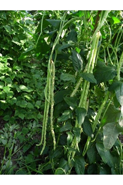 Tohumcumm 30 Adet Tohum Organik Bahçe Köy Börülce Tohumu Yeni Hasat Hobi Bahç...