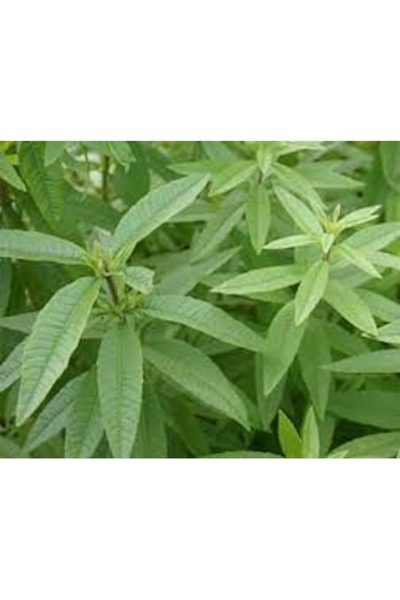 Tohumcumm 50 Adet Tohum Organik Hobi Melisa Oğulotu Balkon Bitki Tohumu Saksı...