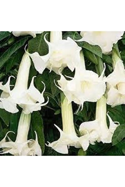 Tohumcumm 15 Adet Tohum Angel Trumpet Çiçeği Tohum Melek Borazanı Çiçeği Tohumu Hediye Tohumlu