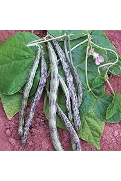 Tohumcumm 100 Adet Tohum Nadir Çilli Kız Ayşe Kadın Fasülye Fasulye Tohumu At...