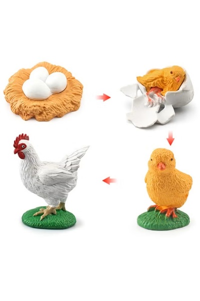TFK 4-Piece Rooster Life Cycle Model - Realistic Rooster Growth Cycle Educational Figurines