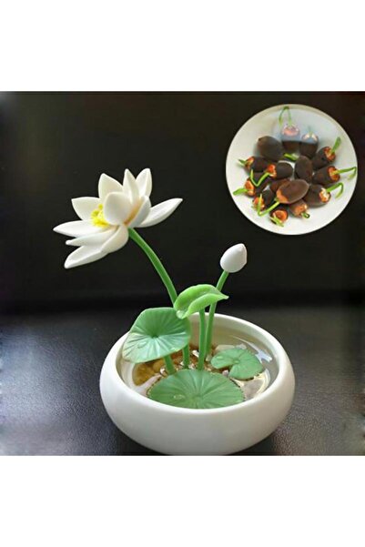 Köy Tohumları 5 Adet Tohum Nadir Bulunan Beyaz Su Lotusu Tohumu Lotus Çiçeği ...