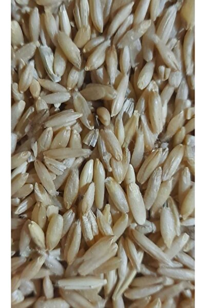 Vivid Kabuksuz Yulaf 1 KG - Muhabbet Kuşu