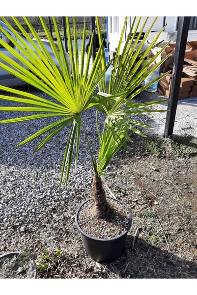 Yades Chamaerops Excelsa Tüylü Palmiye 125 150 cm