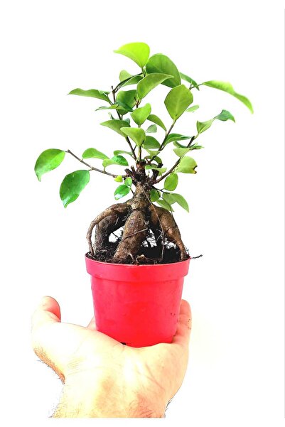 Genel Markalar Ficus Ginseng Bonsai 8,5 Saksıda