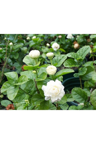 Genel Markalar Saksıda 2 Yaş Kokulu Katmerli Full Yasemin Çiçeği Boy 50-70 Cm