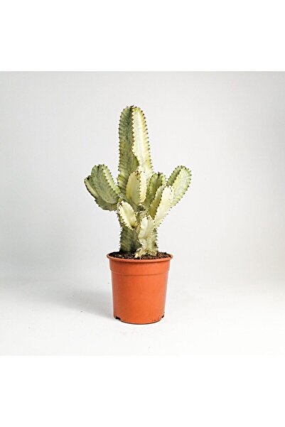 Yades Euphorbia Ingens Variegata Marmorata Kaktüs 50-60cm