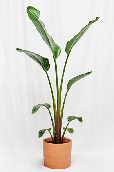 Yades Starliçe Cennet Kuşu Çiçeği - Büyük Boy Strelitzia Nicolai Canlı Salon Bitkisi 160 - 180 cm