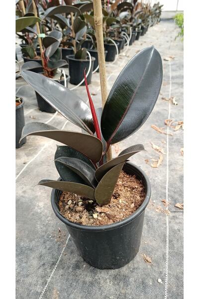 Yades Black Ficus Elastica - Siyah Yapraklı Kauçuk Bitkisi - Iç Mekan Bitkisi...