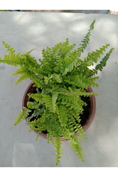 Yades Aşk Merdiveni ( Nephrolepis ) ( 15 Cm Saksıda ) 30 - 40 Cm Arası