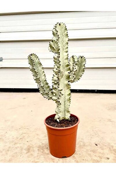 Genel Markalar euphorbia ingens variegata büyük