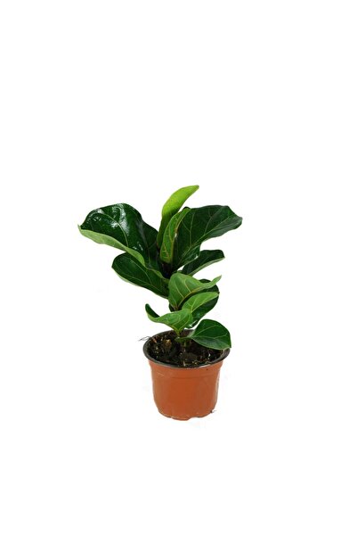 Yades Ficus Lyrata Bambino - Keman Yapraklı Kauçuk Bitkisi Tek Kök