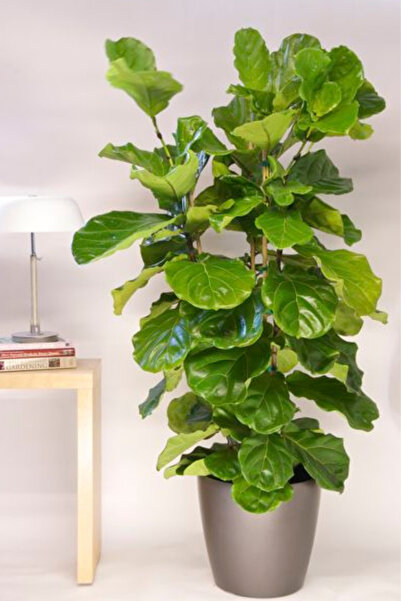 Yades Keman Yapraklı Kauçuk - Büyük Boy Ficus Lyrata Canlı Salon Bitkisi 150 - 160 cm