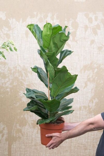 Yades Keman Yapraklı Kauçuk - Ficus Lyrata Canlı Salon Bitkisi 80 - 100 cm