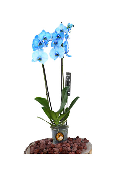 çiçek doktoru orkideleri ümit ersan Orkide (Çift Dal, Mavi)