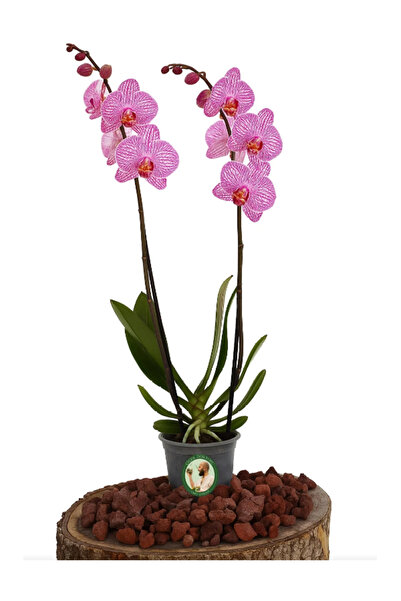 çiçek doktoru orkideleri ümit ersan Orkide (Çift Dal, Alacalı Pembe)