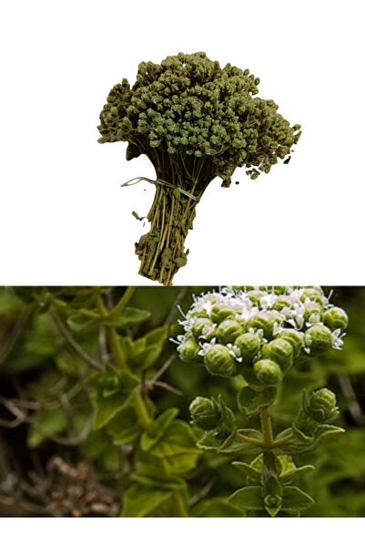 trendege Kekik Çayı Demet Yeni Mahsül ( 1 Demet )