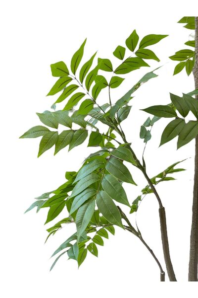 Casco Artificial Zamioculcas plant, 190 cm tall, with an elegant round pot