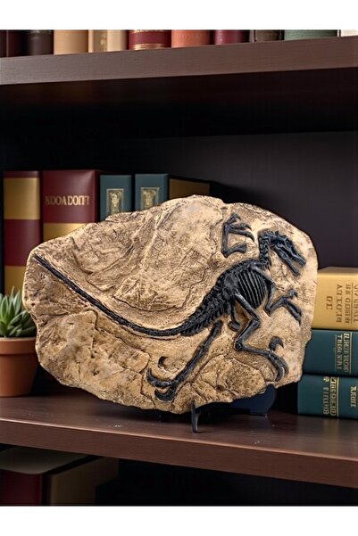 MEGA KANYON Yüksek Dayanıklı Polyester Dinazor Fosili Biblosu - Dekoratif Bib...