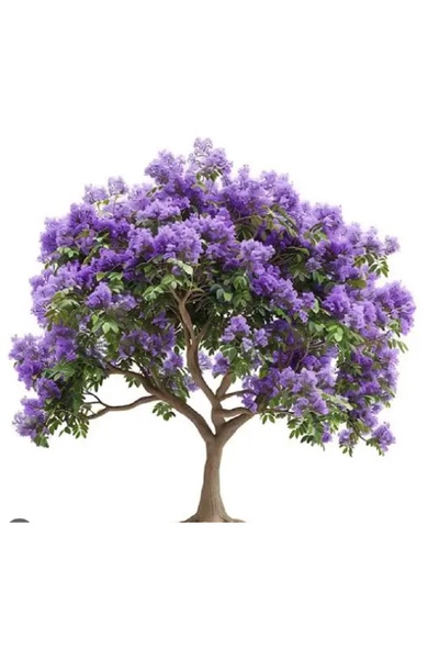 prestijiseed 5 Adet Mor Jacaranda Ağacı Tohumu Jakaranda Ağaç Tohumu