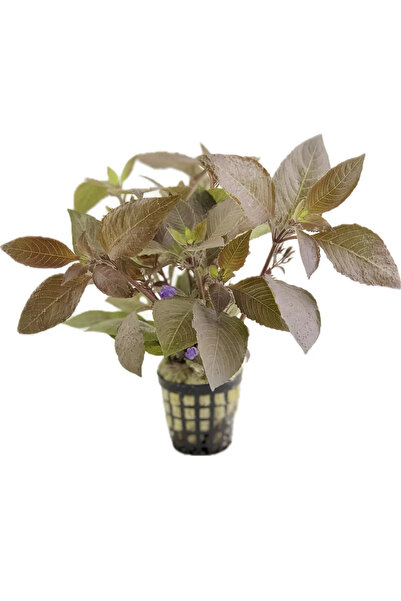 WODDY Hygrophila Corymbosa (Kızıl Limon) Canlı Bitki