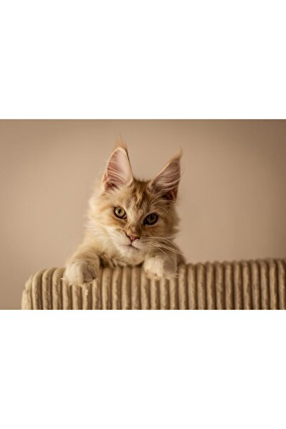 Fitmin طعام القطط الجاف Purity Indoor - 400 جم