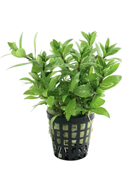 WODDY Hygrophila Polysperma Ceylon (Zeytin) Canlı Bitki