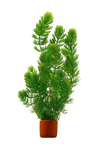 WODDY Ceratophyllum Demersum (Tilki Kuyruğu) Canlı Bitki