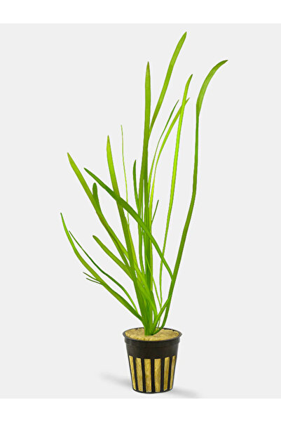 WODDY Vallisneria Spiralis (Saz) Canlı Bitki