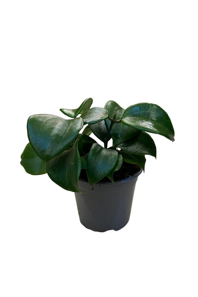 Betonish Hoya Quinquenervia (Mum Çiçeği)