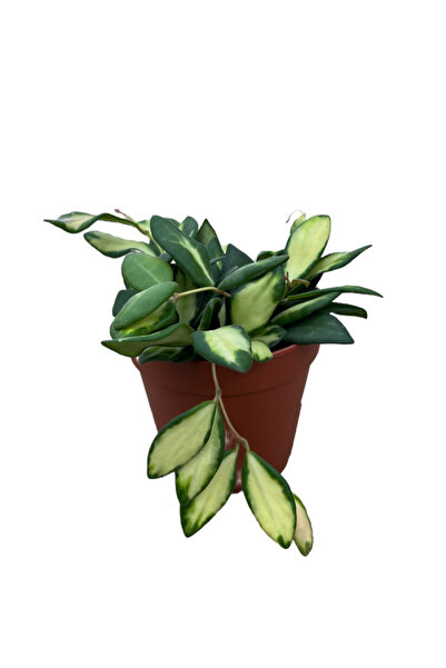 Betonish Hoya Burtoniae 'Variegata' (Mum Çiçeği)