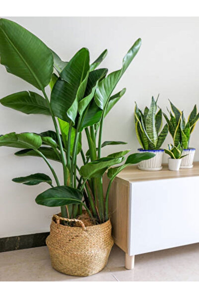 A&N Florya Vadi Çok Köklü Starliçe (Strelitzia) Zarif Salon Bitkisi