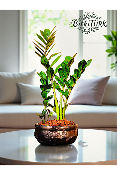 BitkiTÜRK İthal Zeze Zamia Çiçek Desenli Beton Saksıda
