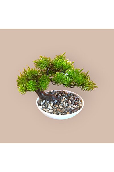 618 CONCEPT Tabletop Bonzai Pine Diameter: 13 cm Height: 17 cm Plant Width: 22 cm