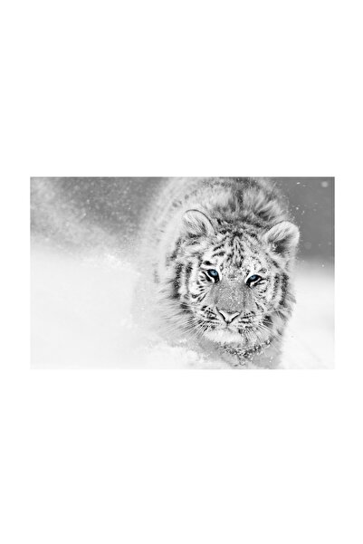 4Decor Pânză Tablou 4Decor, Tigru alb, 60x90cm, DE0396