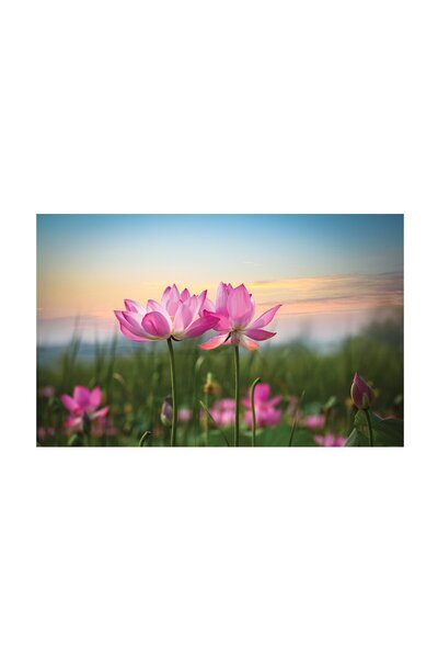 4Decor Pânză Tablou 4Decor, Lunca de flori, 60x90cm, DE0183