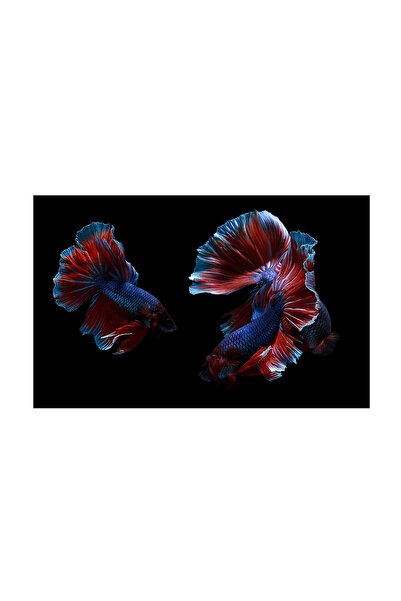 4Decor Pânză Tablou 4Decor, Betta splendens, 95x150cm, DE0395